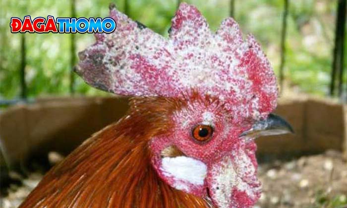 Bệnh nấm da ở gà đá là gì? Bệnh nấm da ở gà đá là gì?