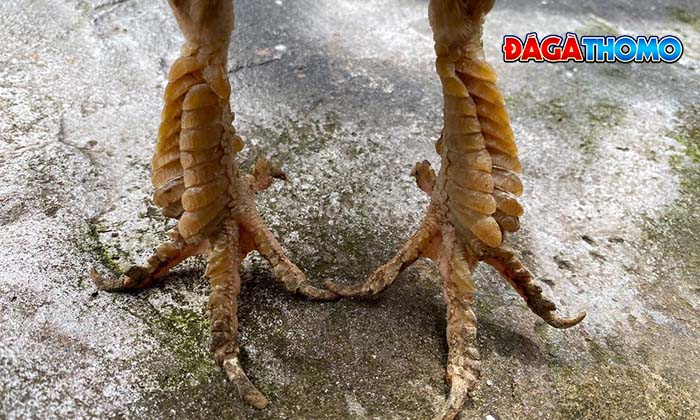 Biết cách xem vảy gà đá là kỹ năng quan trọng của một sư kê Biết cách xem vảy gà đá là kỹ năng quan trọng của một sư kê