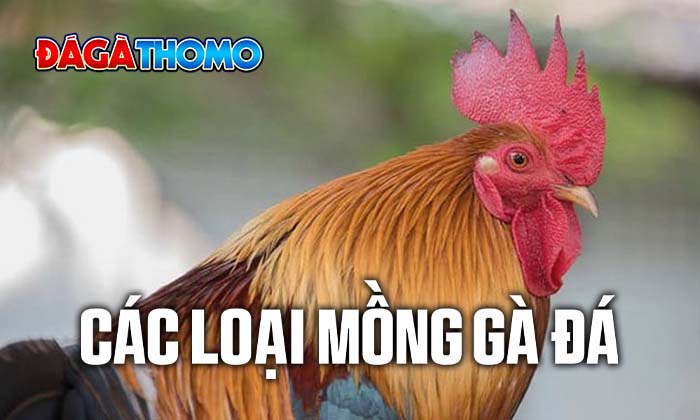 Các loại mồng gà đá Các loại mồng gà đá