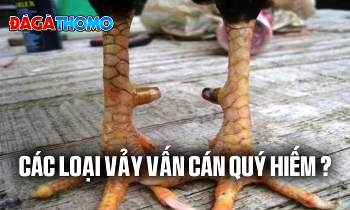 Các loại vảy Vấn Cán quý hiếm Các loại vảy Vấn Cán quý hiếm