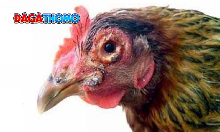 Các nguyên nhân gây ra bệnh nấm họng ở gà đá Các nguyên nhân gây ra bệnh nấm họng ở gà đá