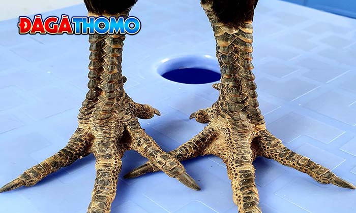 Cách chăm sóc và huấn luyện gà Vảy Rồng tốt nhất Cách chăm sóc và huấn luyện gà Vảy Rồng tốt nhất