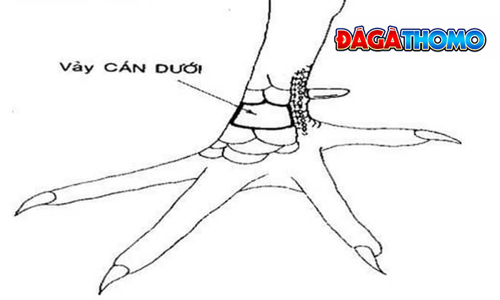 Cách chọn gà có vảy Vấn Cán chuẩn nhất Cách chọn gà có vảy Vấn Cán chuẩn nhất