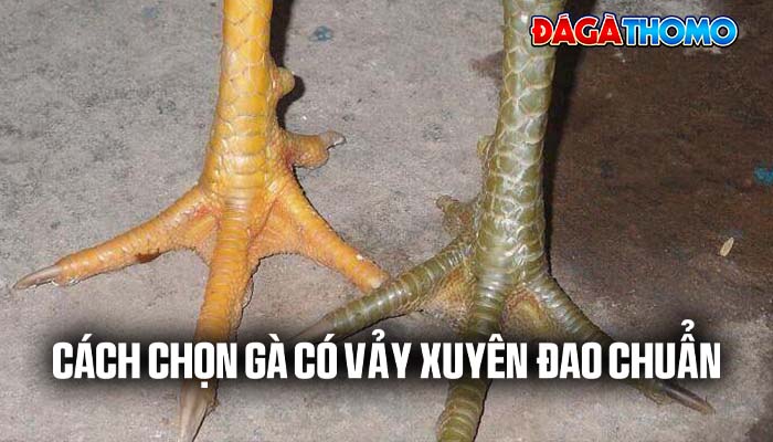 Cách chọn gà có vảy xuyên đao chuẩn Cách chọn gà có vảy xuyên đao chuẩn