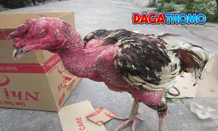 Cách chữa nấm da ở gà đá đơn giản và hiệu quả Cách chữa nấm da ở gà đá đơn giản và hiệu quả