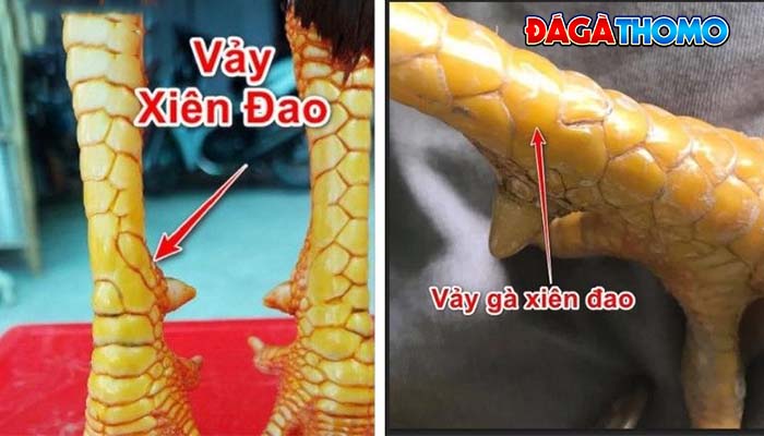 Cách nhận biết vảy xuyên đao Cách nhận biết vảy xuyên đao