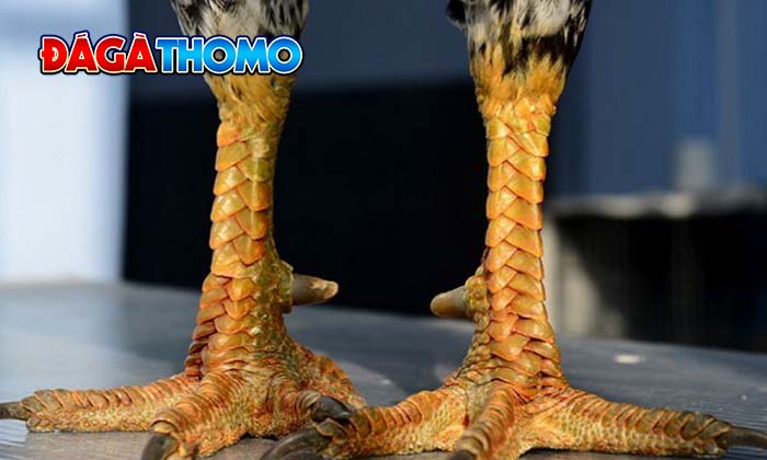 Giới thiệu về gà Vảy Rồng Giới thiệu về gà Vảy Rồng