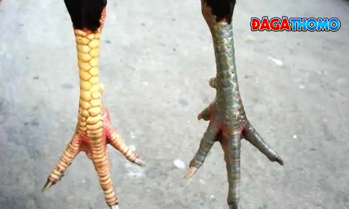 Những lưu ý quan trọng khi xem vảy gà đá Những lưu ý quan trọng khi xem vảy gà đá