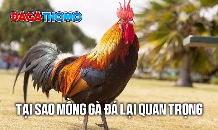 Tại sao mồng gà lại quan trọng với việc chọn chiến kê Tại sao mồng gà lại quan trọng với việc chọn chiến kê