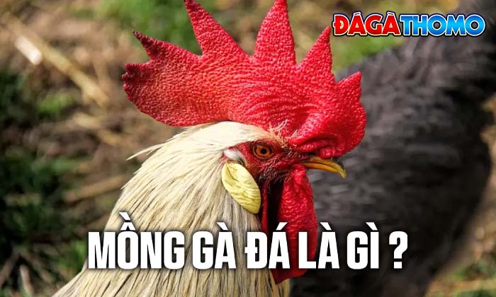 Tìm hiểu đặc điểm của mồng gà đá Tìm hiểu đặc điểm của mồng gà đá