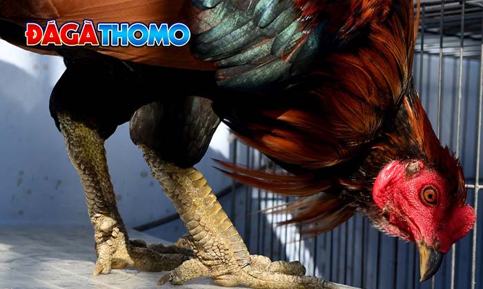 Ưu điểm của gà mang Vảy Rồng Ưu điểm của gà mang Vảy Rồng