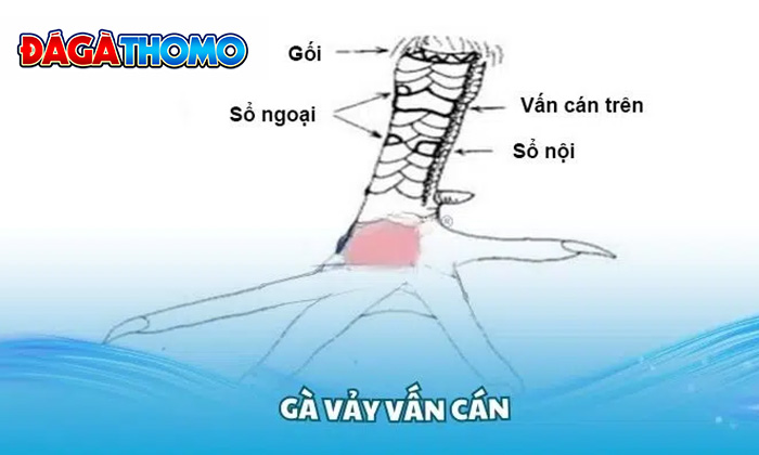 Vảy Vấn Cán là gì ? Vảy Vấn Cán là gì ?