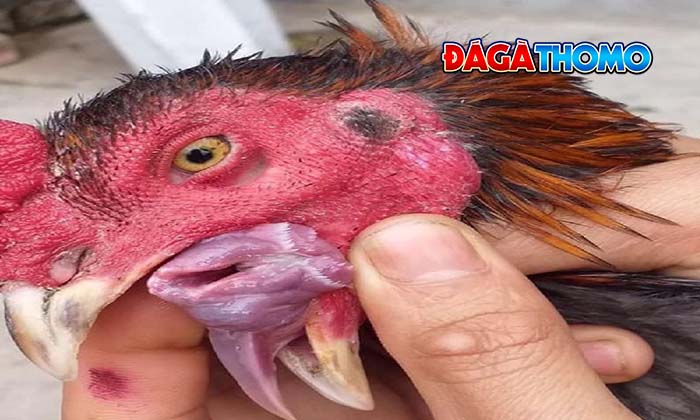 bệnh nấm họng ở gà đá là gì? bệnh nấm họng ở gà đá là gì?